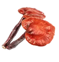 Reishi mushrooms on a white background